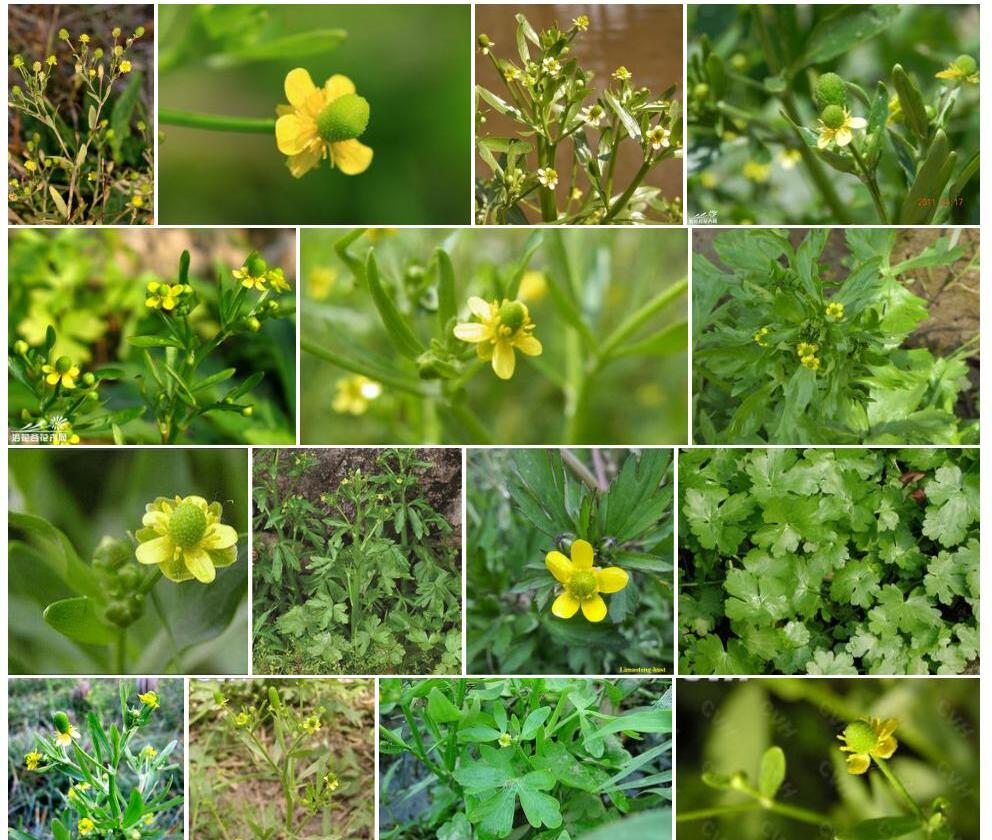 石龙芮照片和图片/