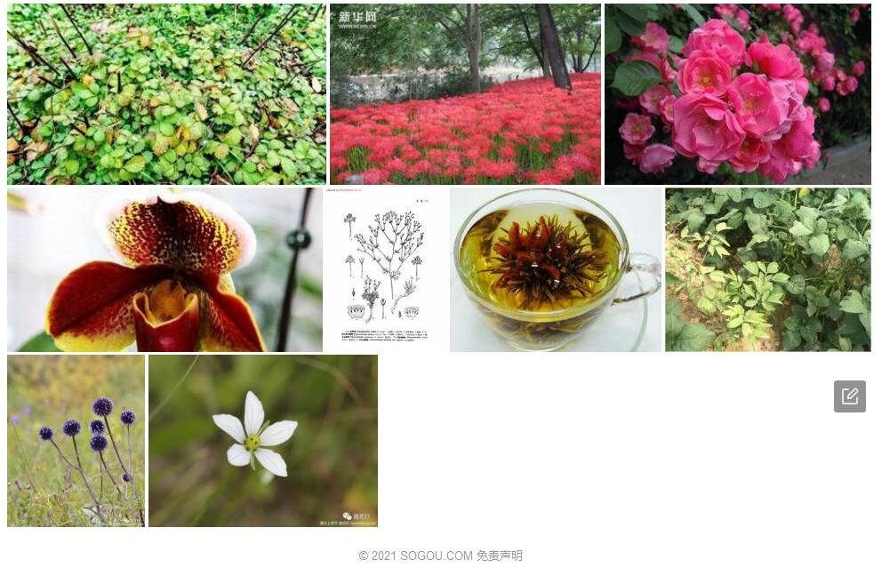砂生地蔷薇照片和图片/