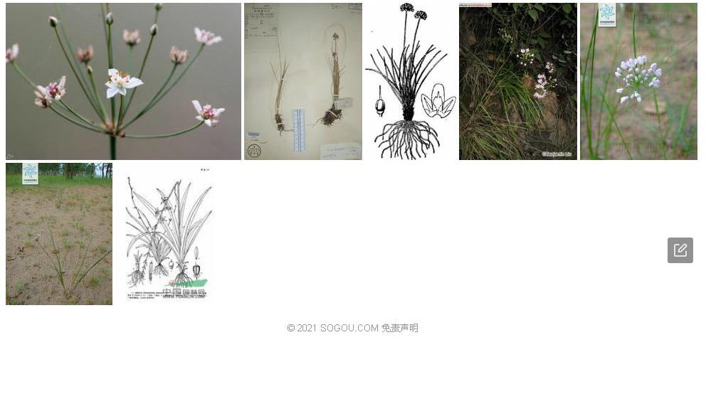 砂韭照片和图片/