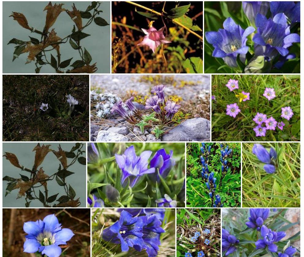 硕花龙胆照片和图片/
