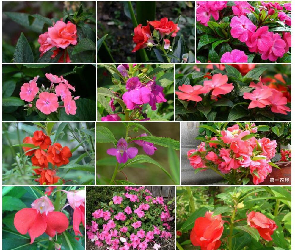 硫色凤仙花照片和图片/