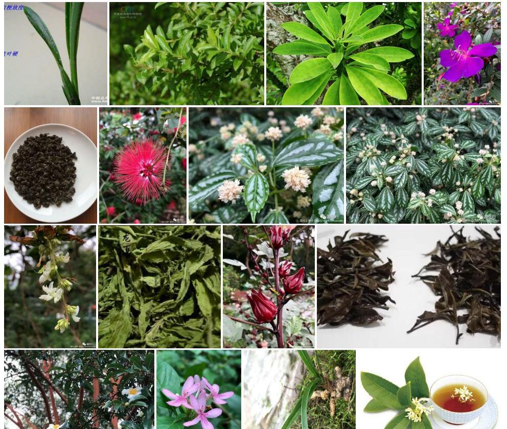 硬叶糙果茶照片和图片/