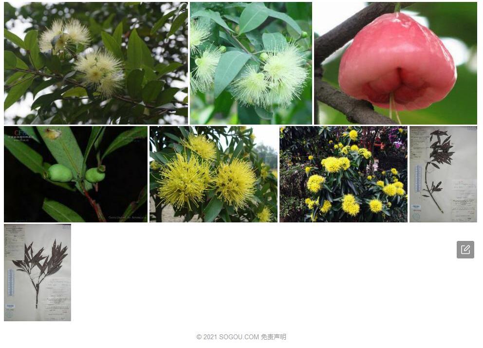 硬叶蒲桃照片和图片/
