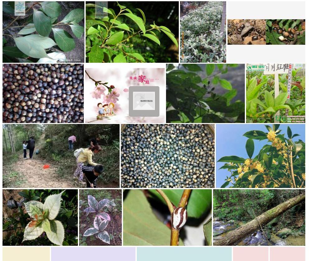 硬壳桂照片和图片/