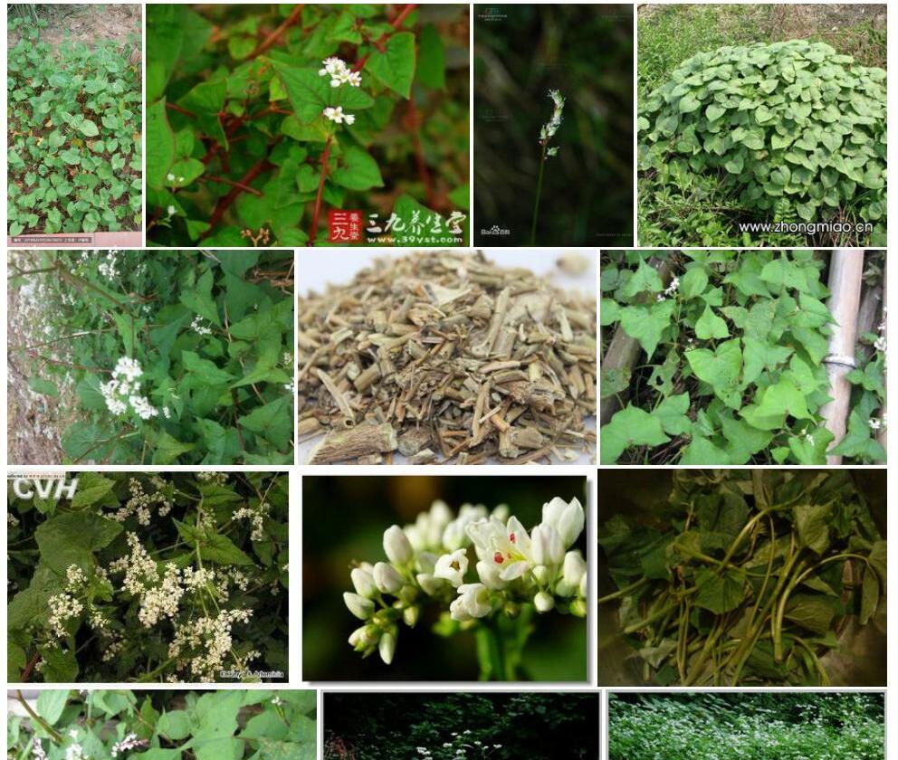硬枝野荞麦照片和图片/