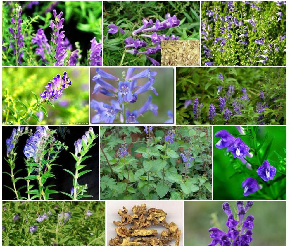 硬毛四裂花黄芩照片和图片/
