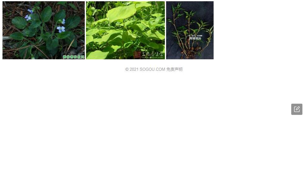 硬毛堇菜照片和图片/