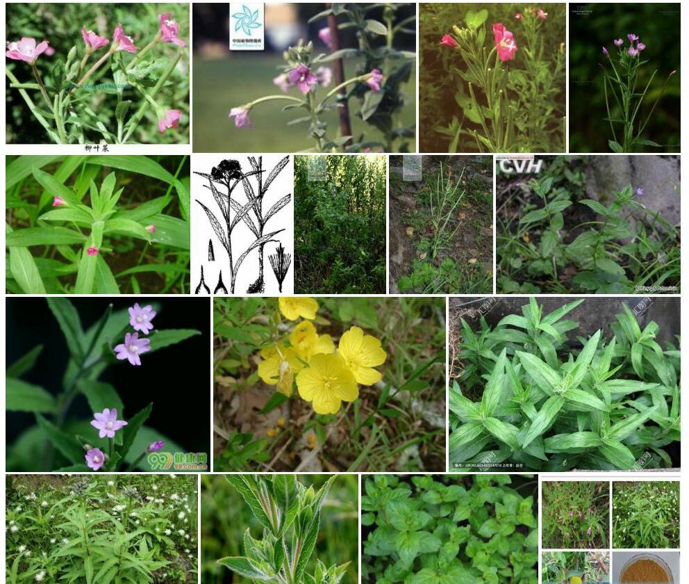 硬毛柳叶菜照片和图片/