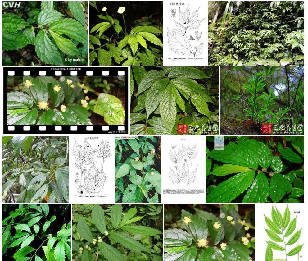 硬毛楼梯草照片和图片/