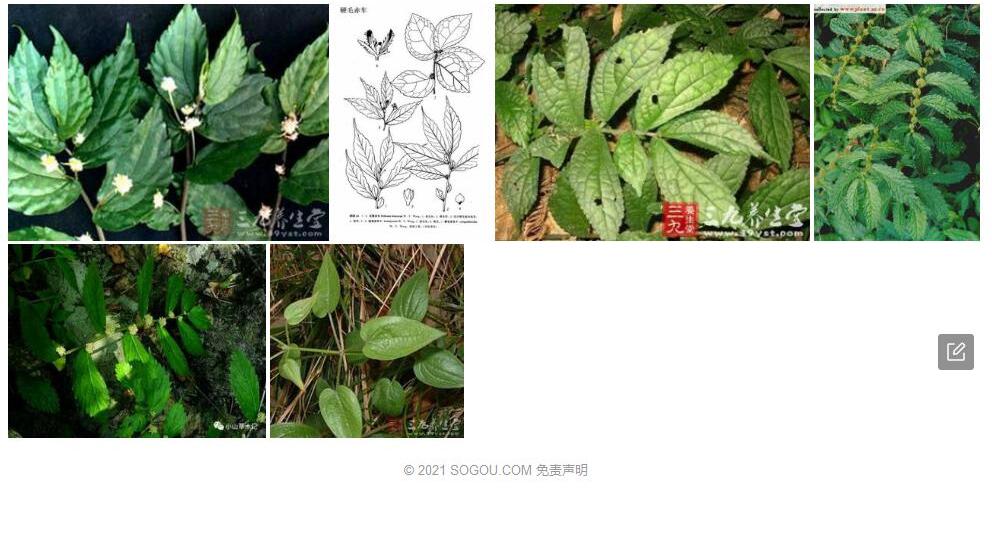 硬毛赤车照片和图片/