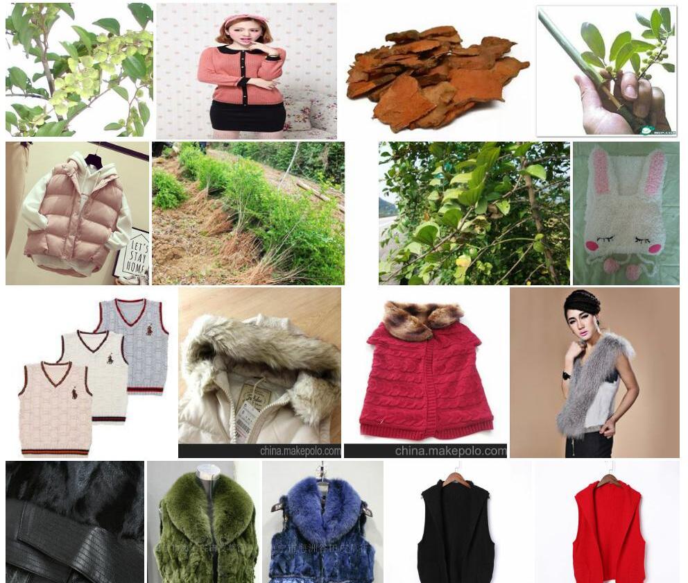 硬毛马甲子照片和图片/