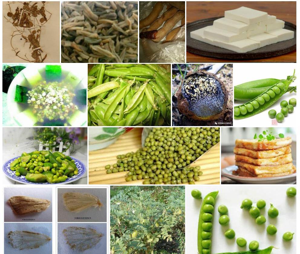 硬皮豆照片和图片/