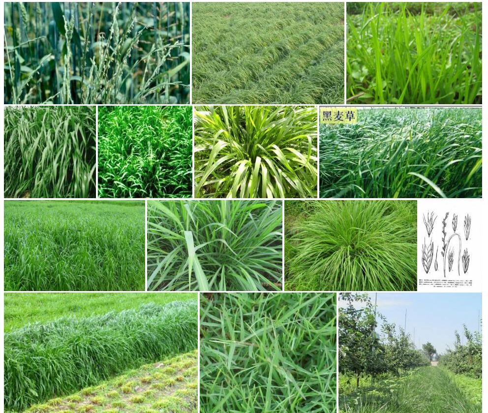 硬直黑麦草照片和图片/