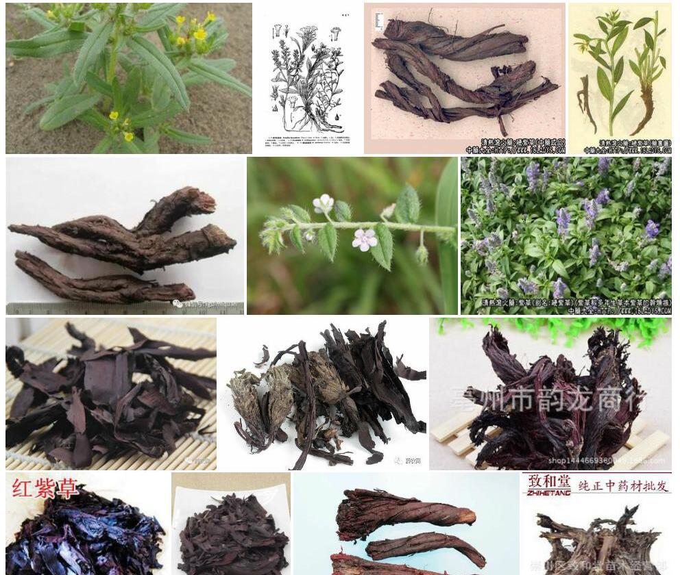 硬萼软紫草照片和图片/