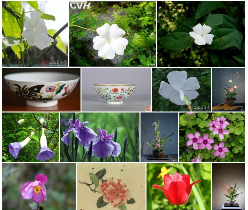 碗花草照片和图片/