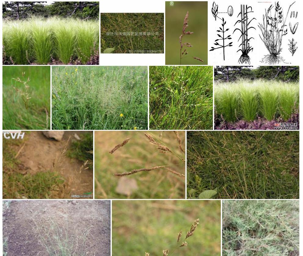 碱茅照片和图片/