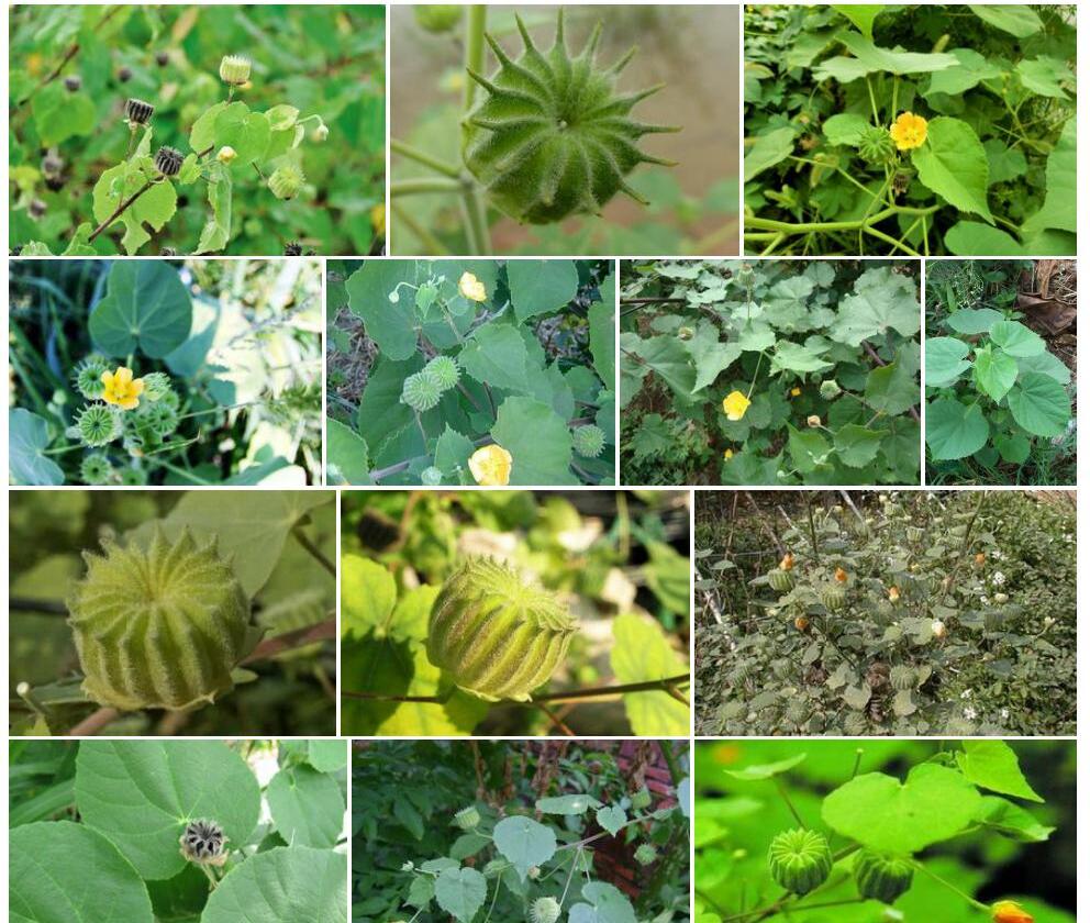 磨盘草照片和图片/