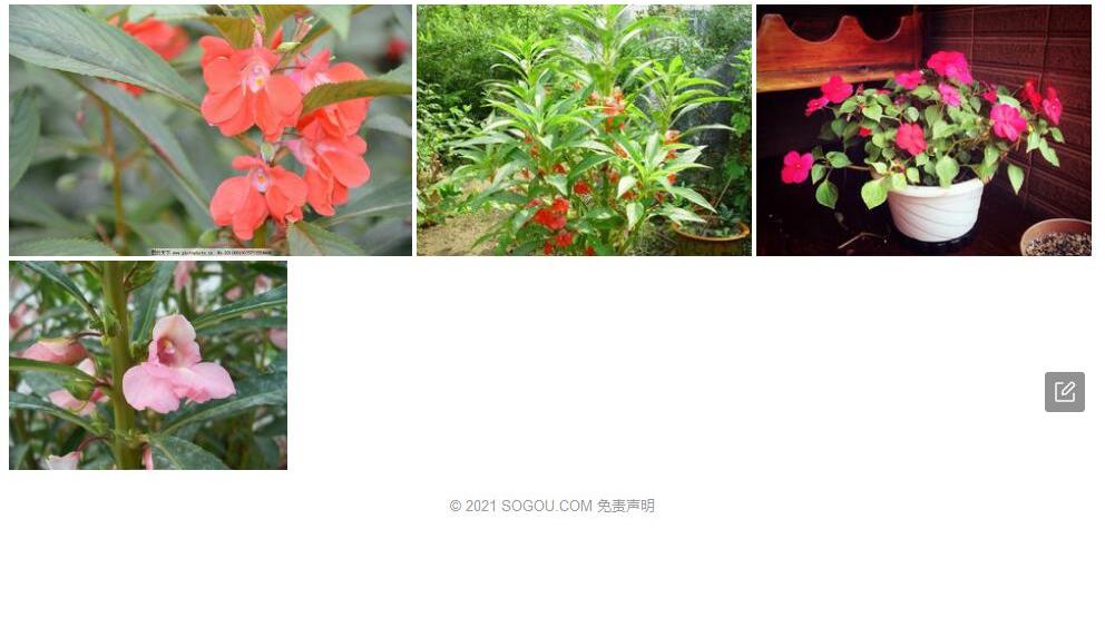 神父凤仙花照片和图片/
