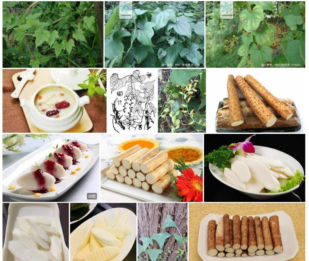 福州薯蓣照片和图片/