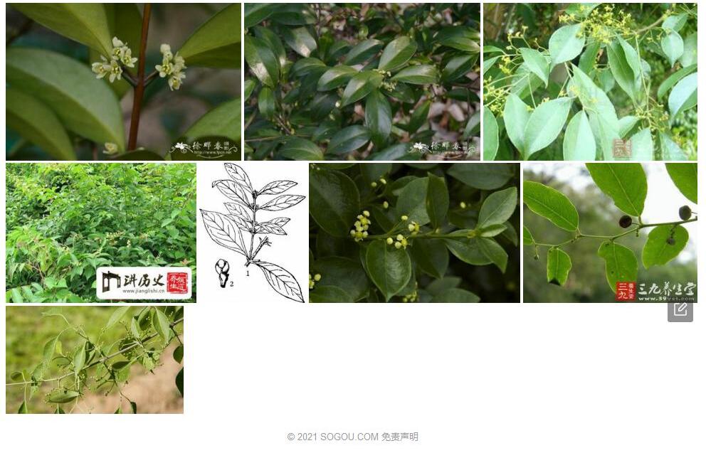 福建假卫矛照片和图片/