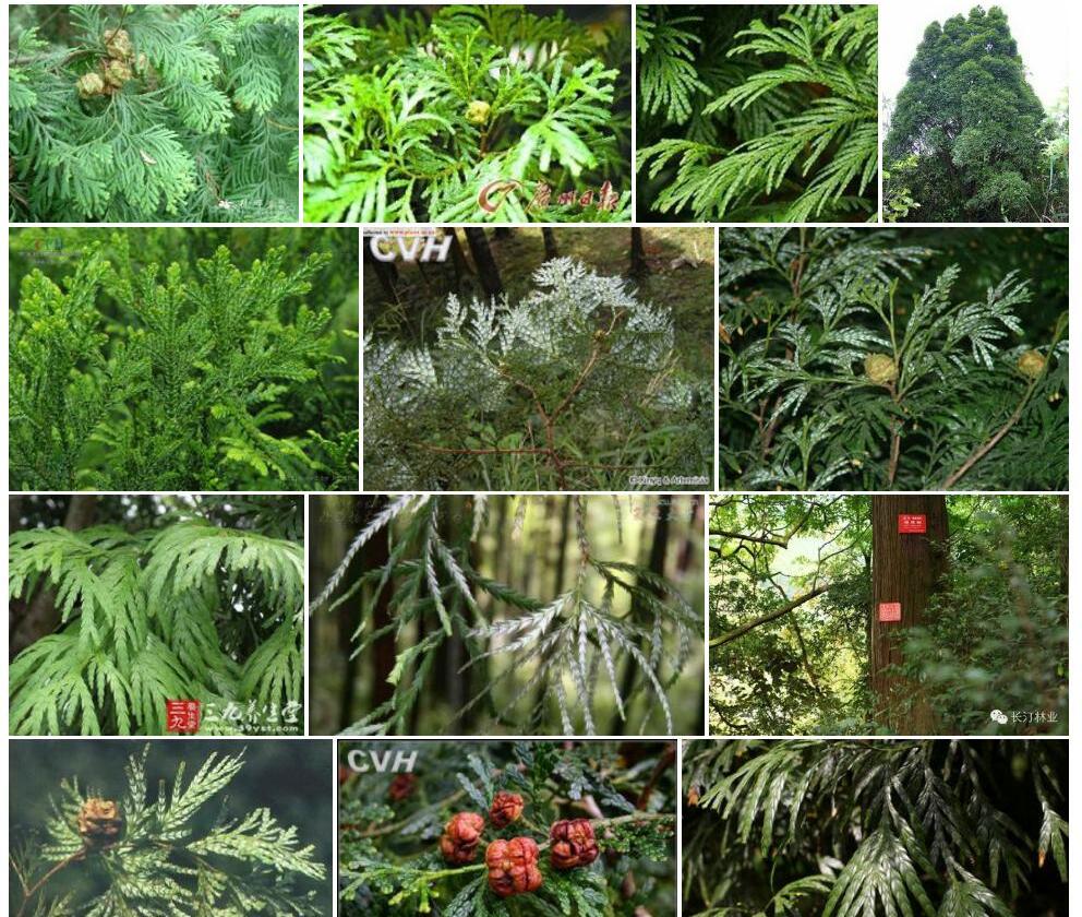 福建柏照片和图片/