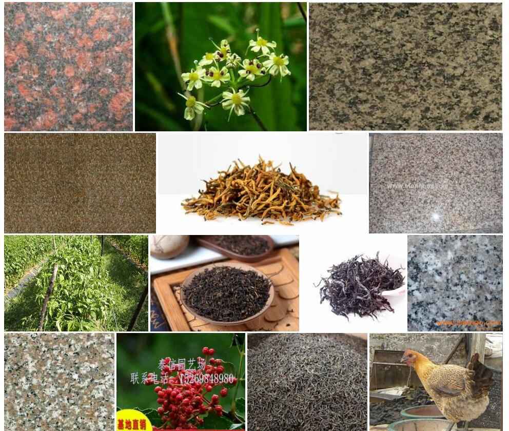福建红小麻照片和图片/