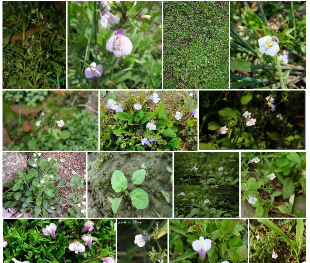 福建通泉草照片和图片/