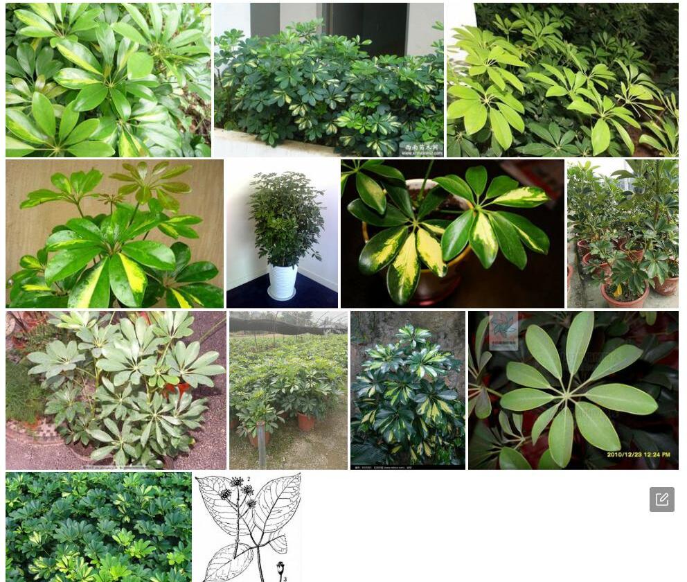 离柱鹅掌柴照片和图片/