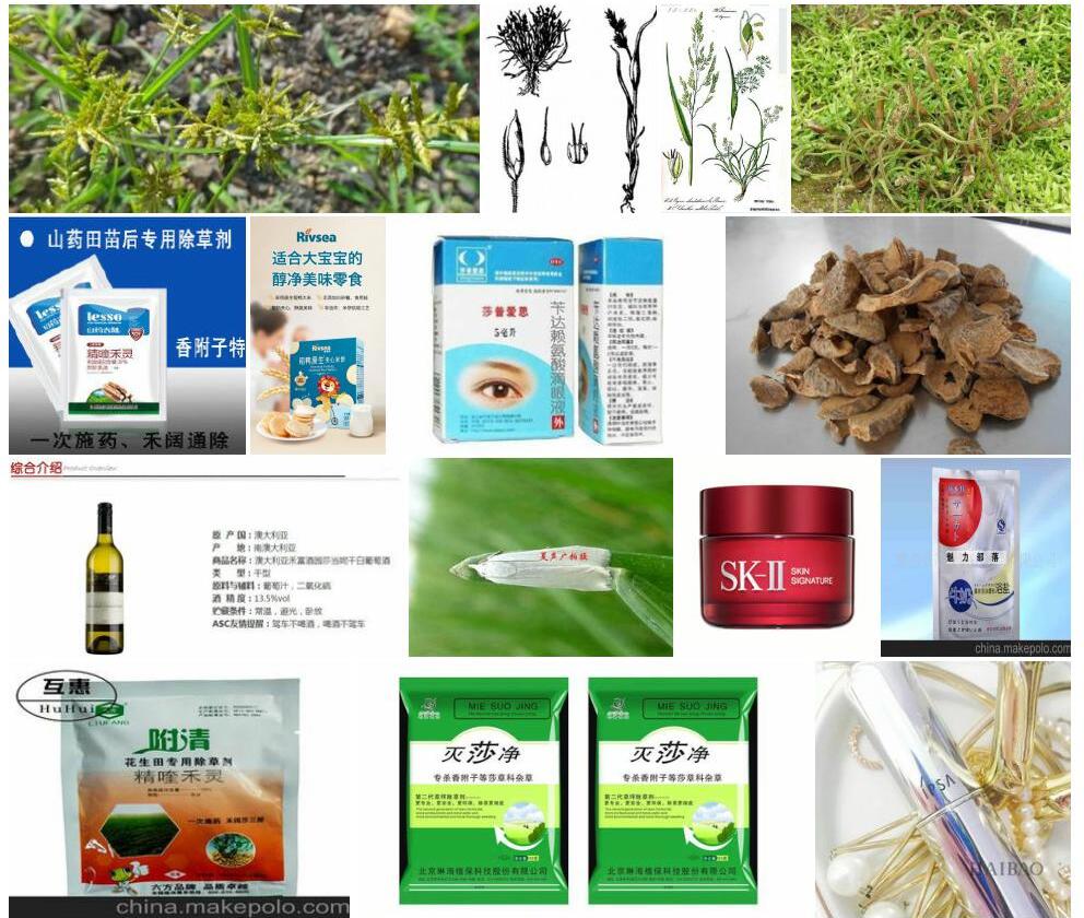 禾状扁莎照片和图片/