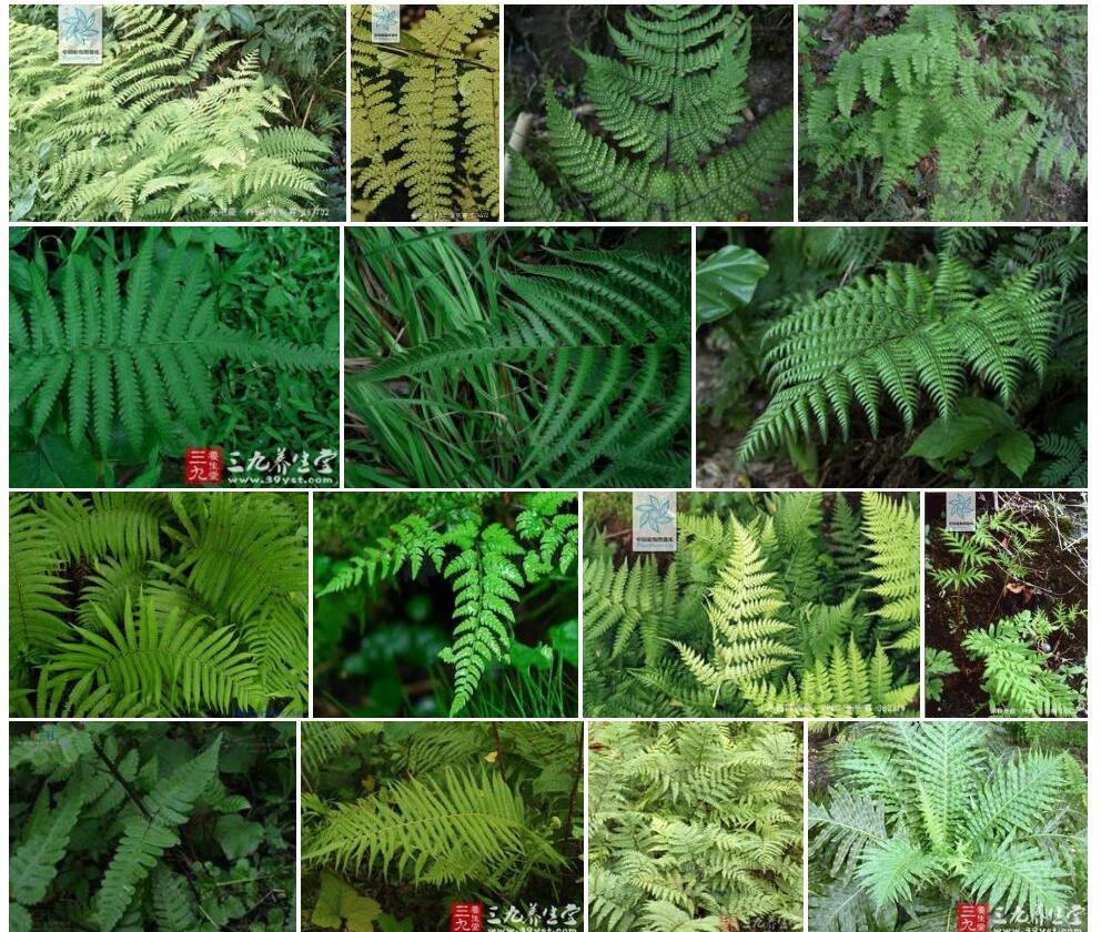 禾秆亮毛蕨照片和图片/