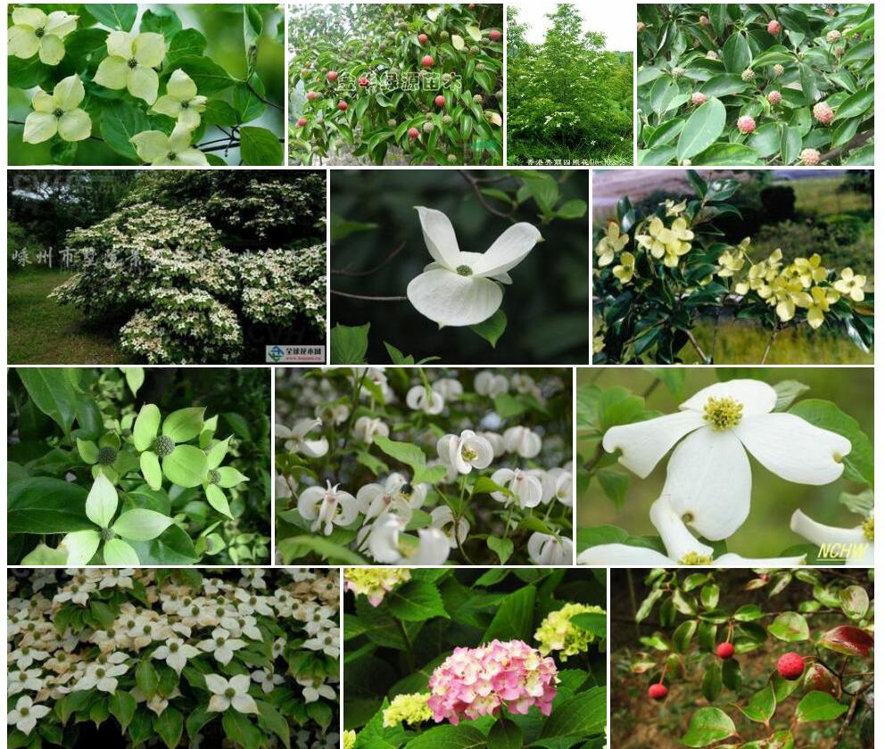 秀丽四照花照片和图片/
