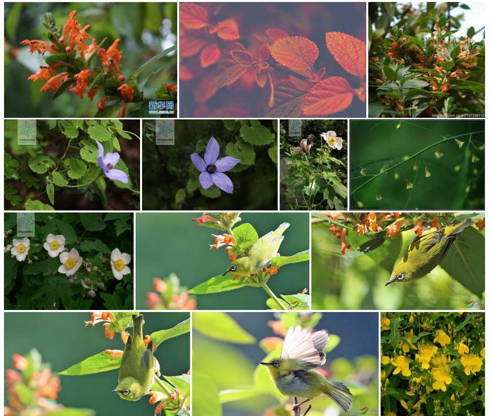 秀丽火把花照片和图片/