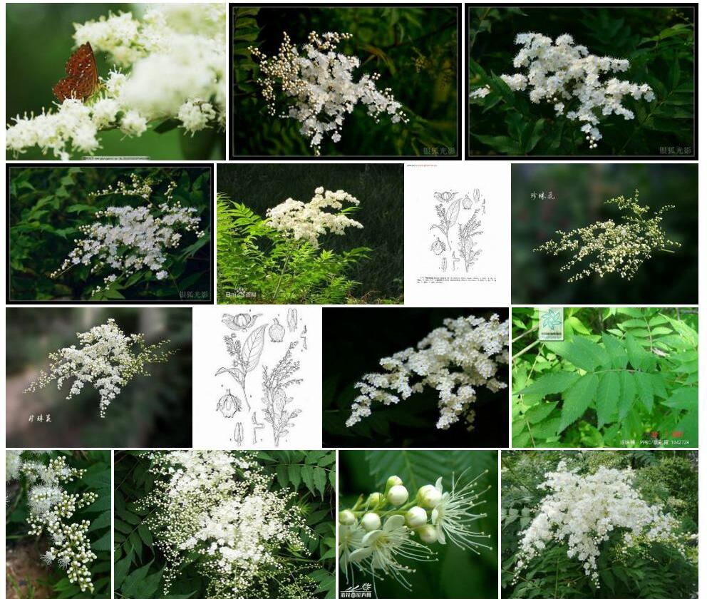 秀丽珍珠花照片和图片/