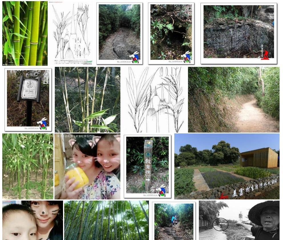 秀英竹照片和图片/