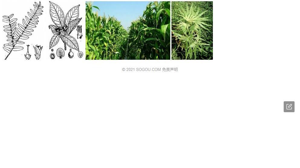 秃小耳柃照片和图片/