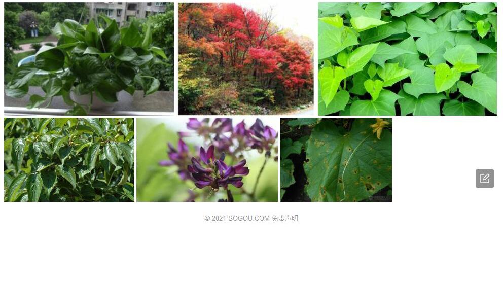 秃梗槭照片和图片/