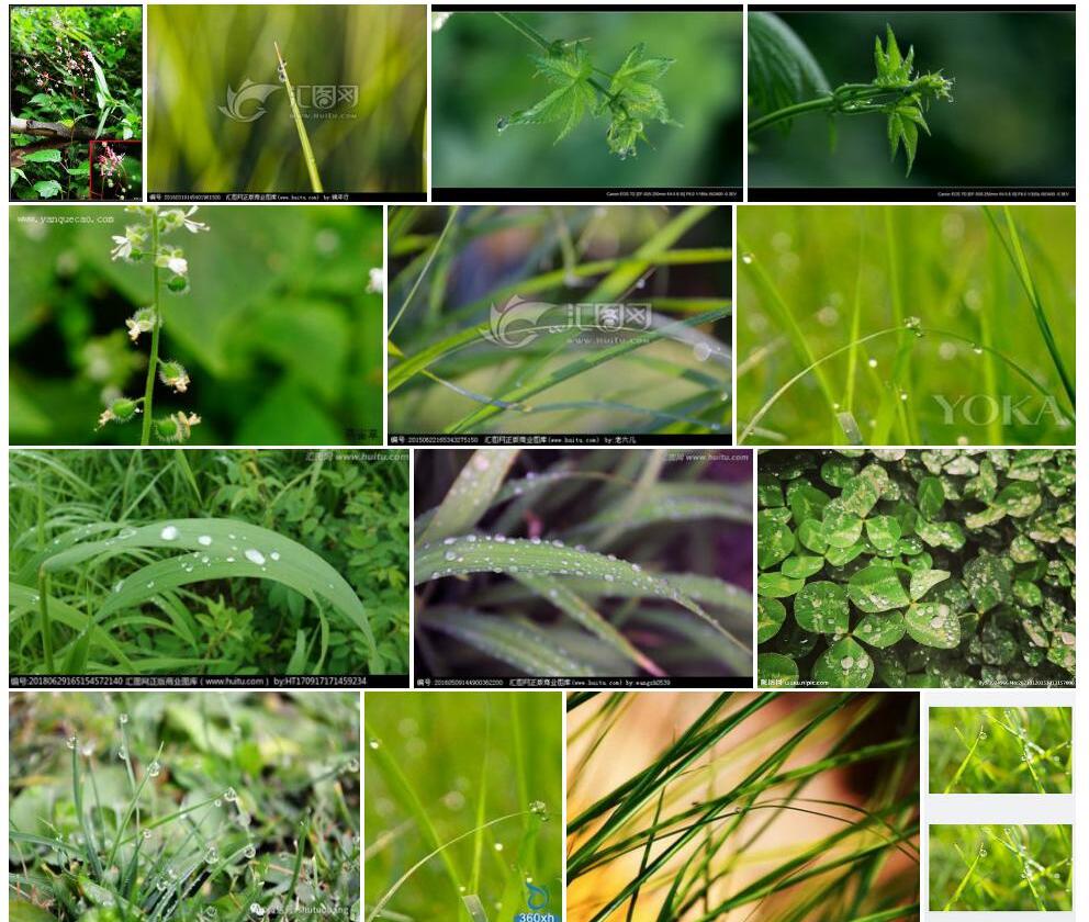 秃梗露珠草照片和图片/