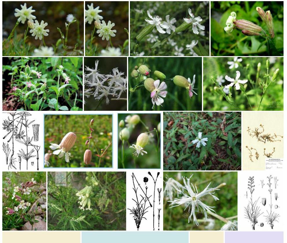 秃玉山蝇子草照片和图片/