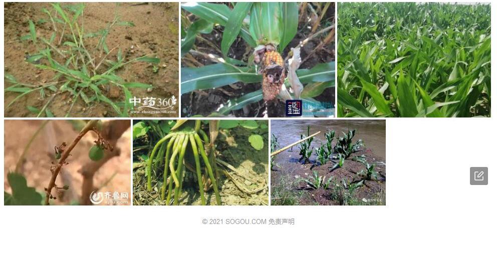 秃穗马唐照片和图片/