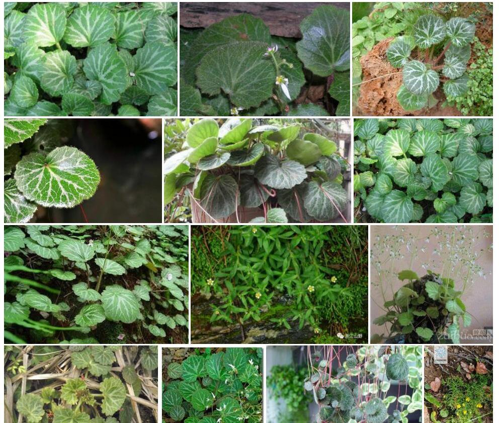 秃茎虎耳草照片和图片/