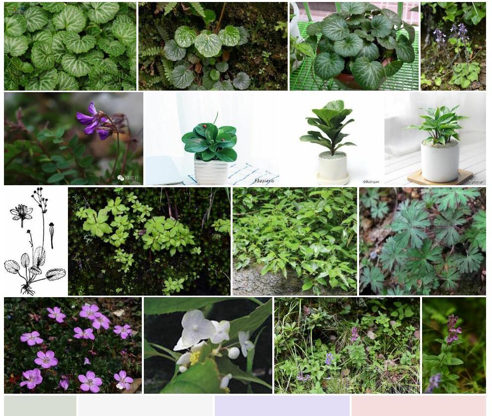 秃萼虎耳草照片和图片/