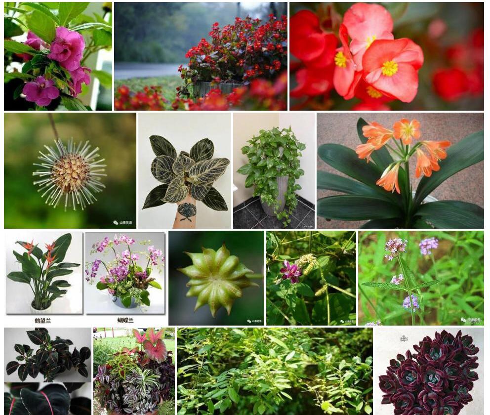 秋海棠叶凤仙花照片和图片/