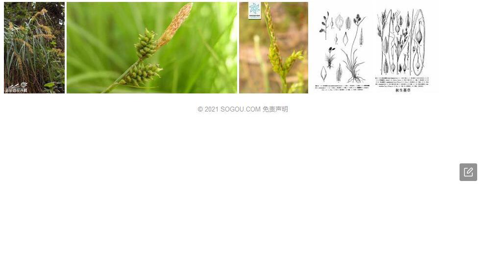 秋生薹草照片和图片/