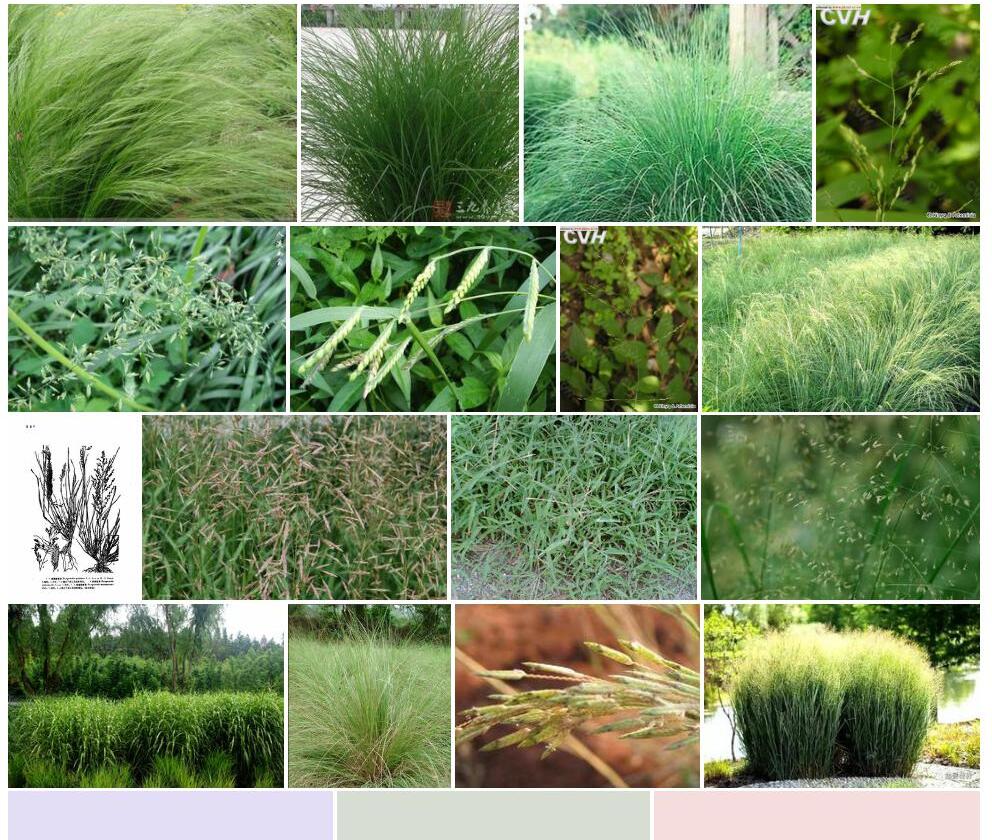 秋画眉草照片和图片/