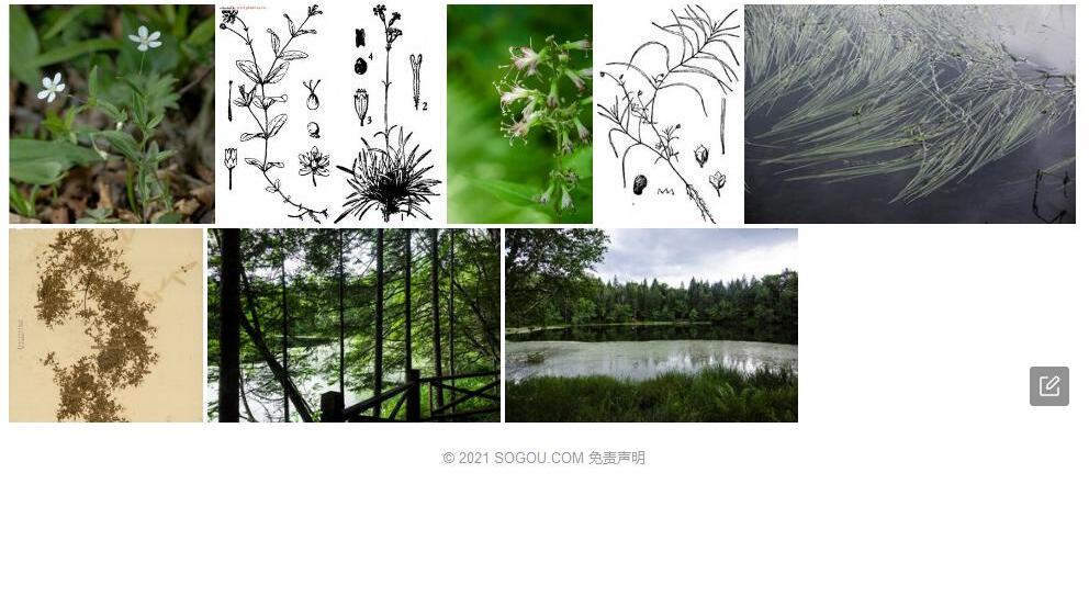 种阜草照片和图片/