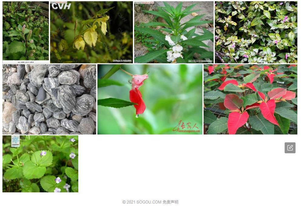 秦岭凤仙花照片和图片/