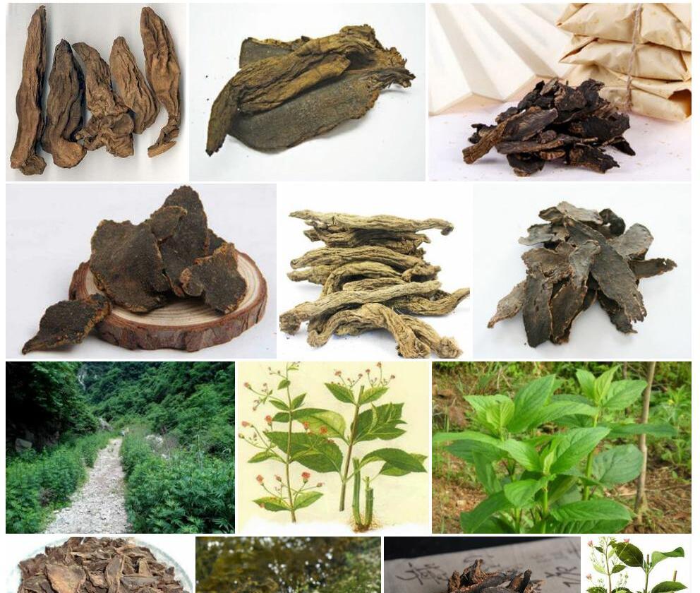 秦岭北玄参照片和图片/