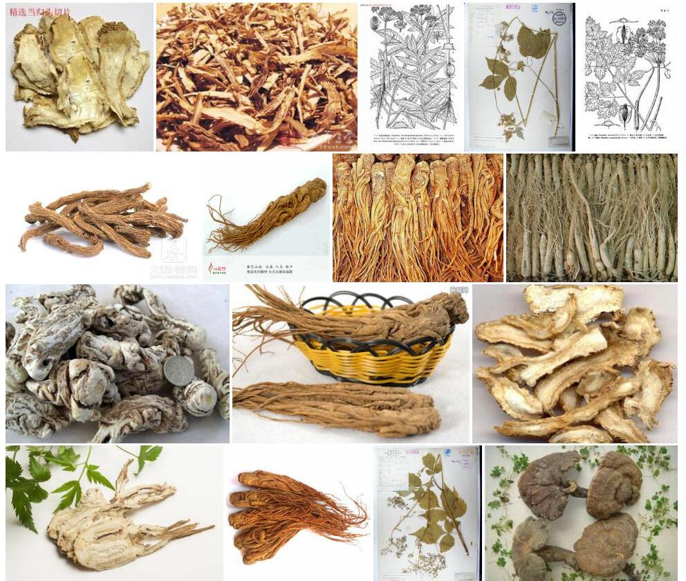 秦岭当归照片和图片/