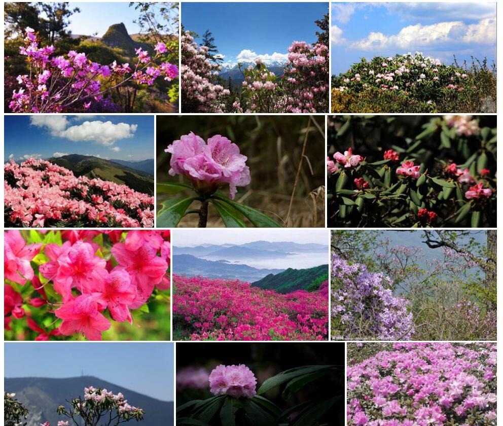 秦岭杜鹃照片和图片/