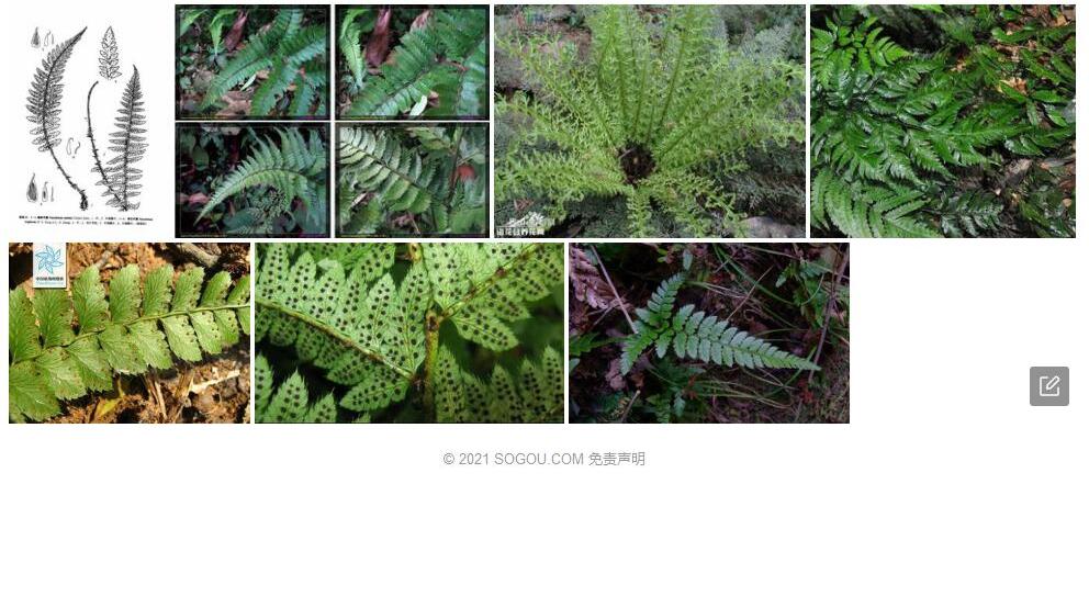 秦岭耳蕨照片和图片/